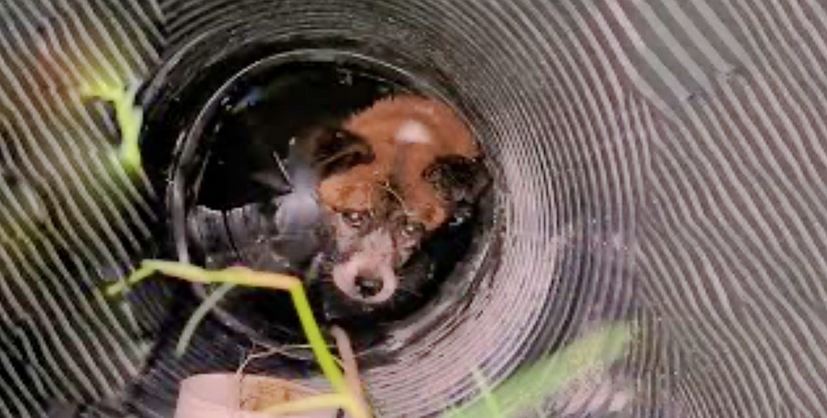 Dog Fell Into Well And Fought To Keep His Head Above Water