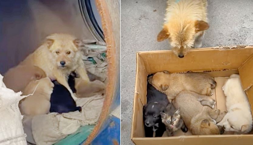 Lady Met A Dog Living In A Barrel With Her Babies But They’re ‘Not Puppies At All’