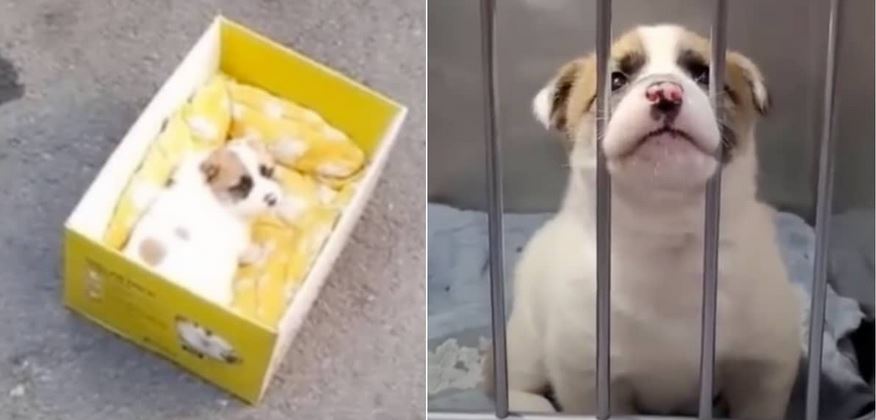 Puppy Found In Box Wonders Where Her Mom Is