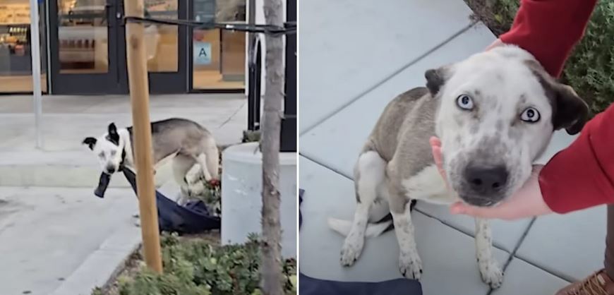 Women Call Man Who Left His Dog To Hear What He Has To Say