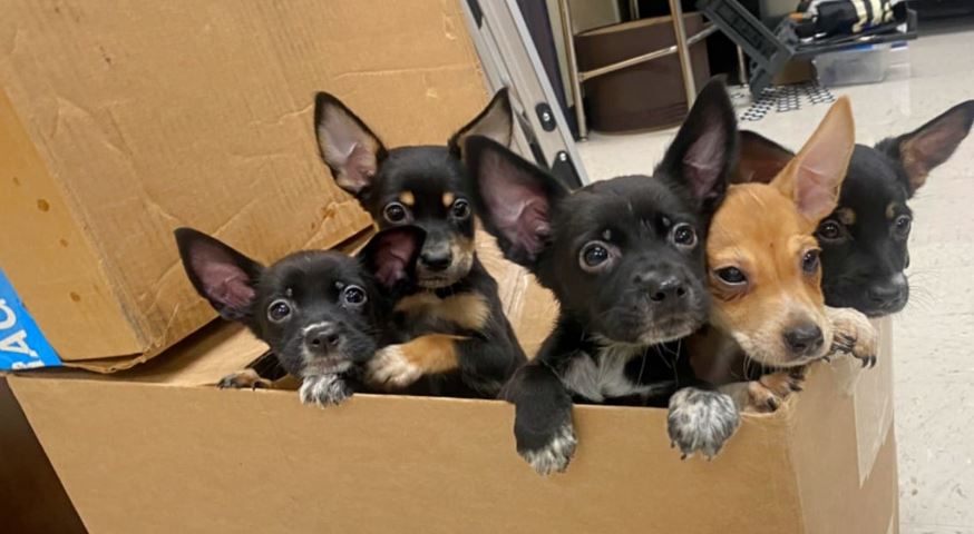 Puppies Left Outside School With An Explanation Scribbled On The Box