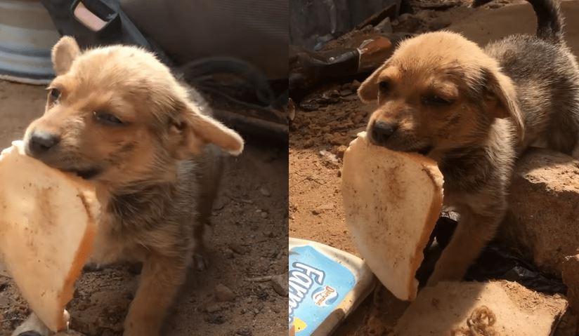 Tiny Stray Dog Offers His Only Bread to Rescuers in Heartwarming Gesture