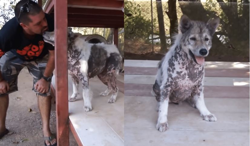 Shelter Dog Celebrates with Adorable ‘Happy Dance’ After 4-Years of Waiting