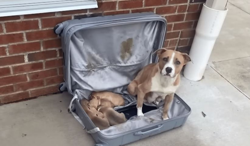 Abandoned Suitcase Found by Firemen Reveals Precious Cargo: Puppies and Their Mama