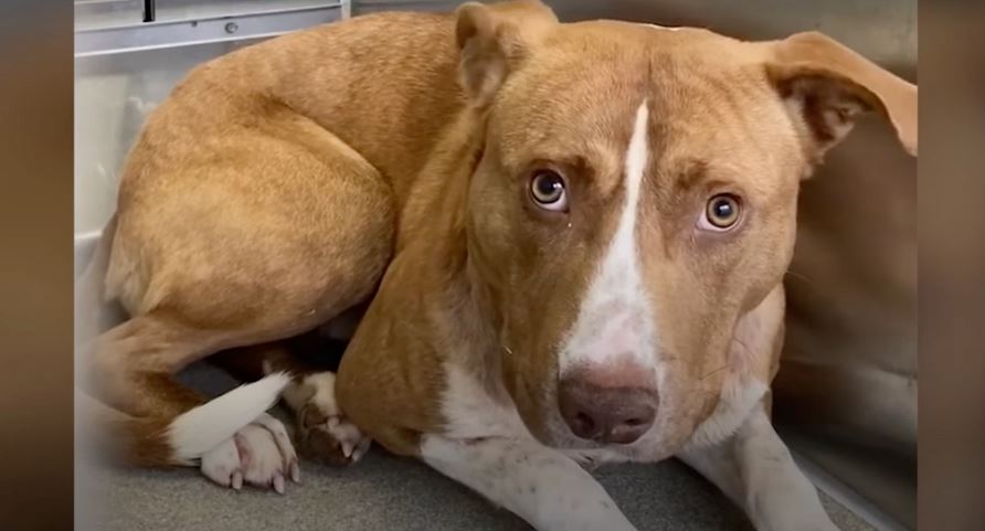 Pup Stayed As Far Away From His Family As He Could, Then They Figured-It-Out