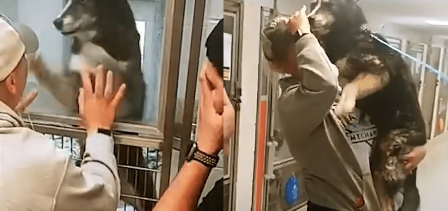 Lost Dog’s Excitement Unleashed When She Spots Family at Shelter