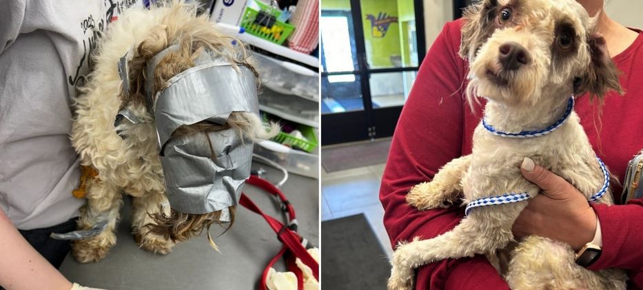 Stranger Duct Taped Lost Dog While Family Looked For Him