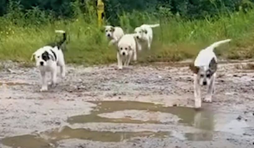 Man Is Ambushed By Litter Of Abandoned Puppies On Dead-End Road