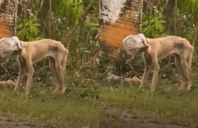 Malnourished Stray Dog Found with Jar Stuck on Her Head Rescued After Weeks of Starvation and Fear