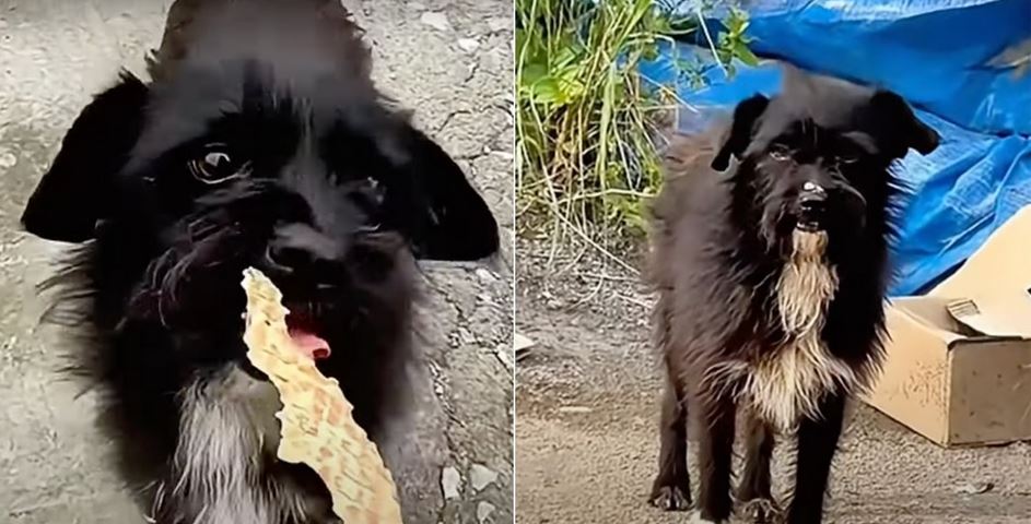 Distrustful Dog Maintained Distance After Eating From Her Hand