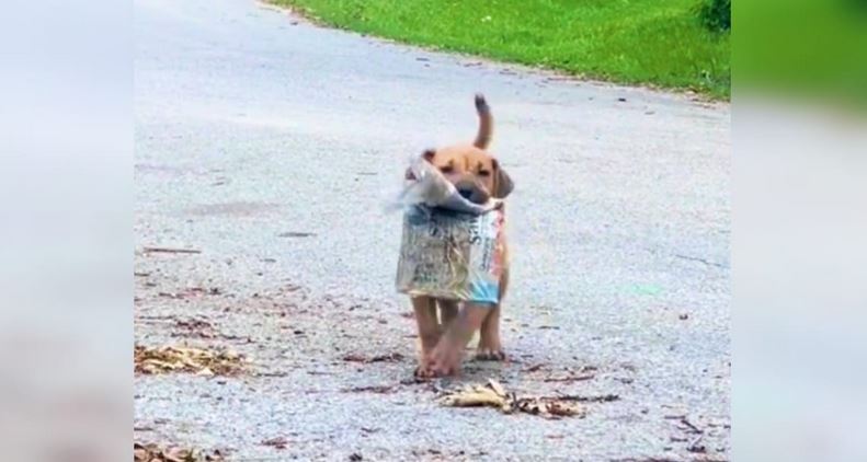 Stray Puppy Shows Off Newspaper To People On Street