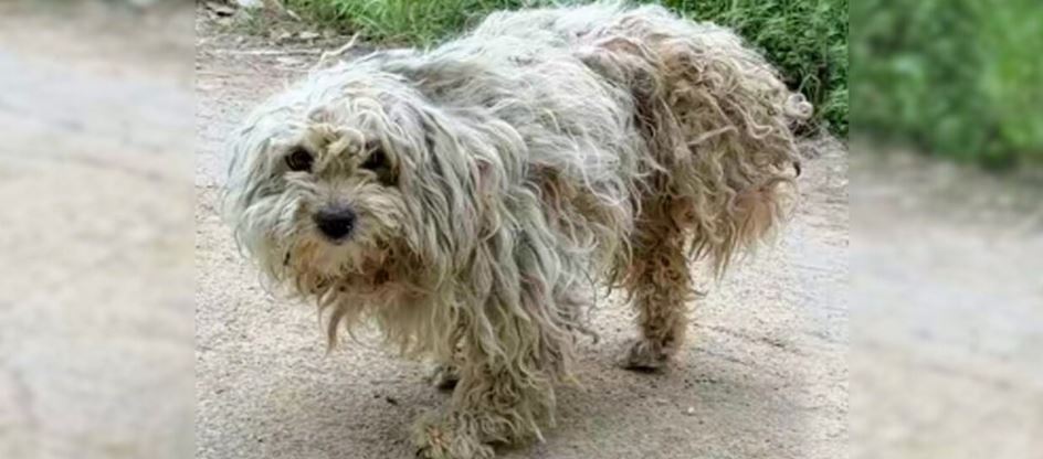 Distraught 3-Legged Dog Looking For Food, Found A Man Instead