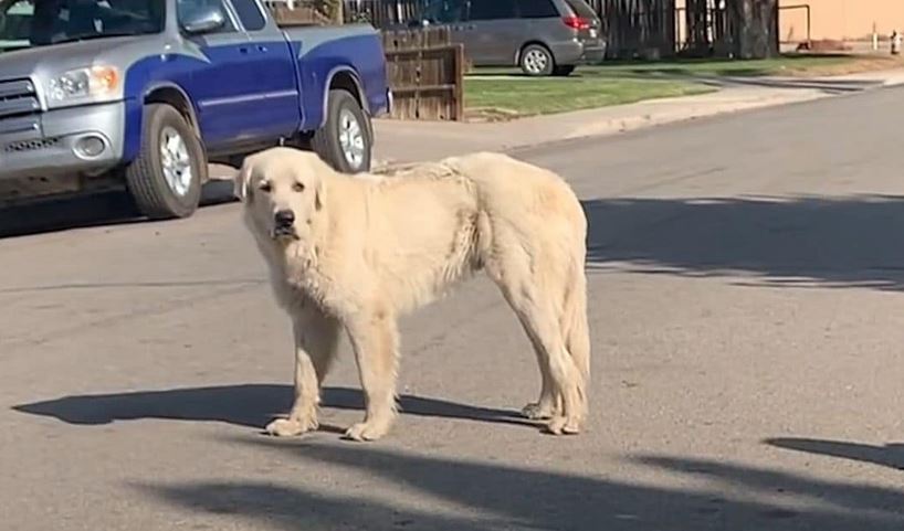 Giant Stray Great Pyrenees ‘Evades’ All Attempts Until Young Woman Steps Up