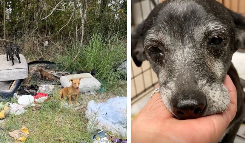 3-Generations of Abandoned Dogs Find Hope Thanks to Compassionate Rescuer