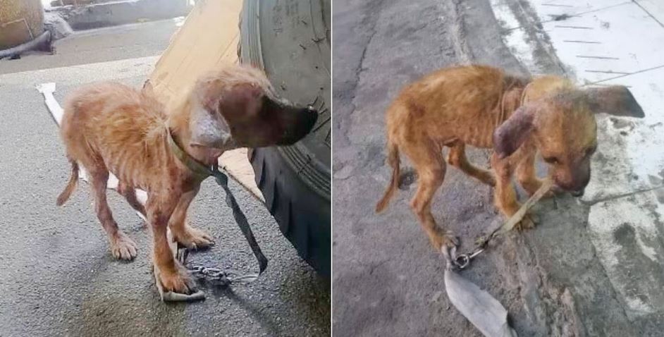 Puppy Went From Scrawny And Forgotten To A Regal Dog Thanks To Kind Hearts