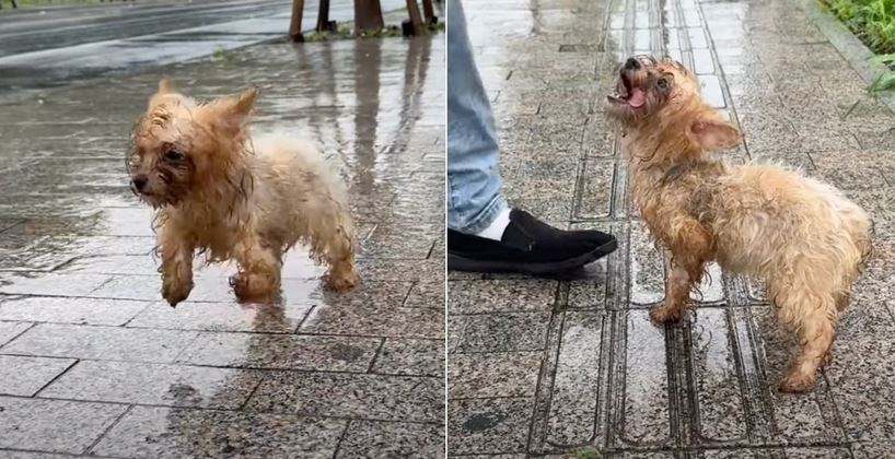 Abandoned Dog Flagged Down A Nice Guy And Stood At His Feet