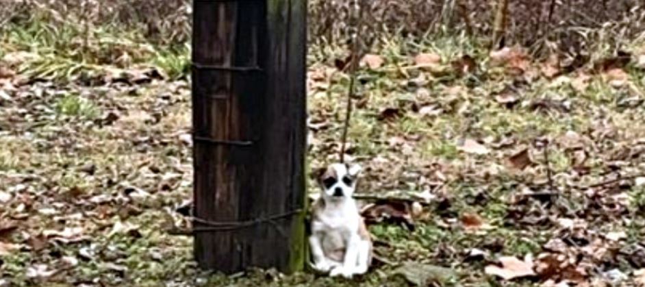 Woman Finds Forgotten Tied-Up Puppy Sitting Calmly By A Tree