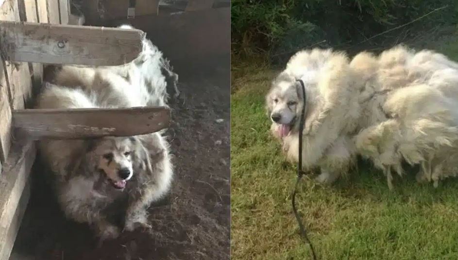 Dog Was Trapped In Barn For 6-Years, Then Given An ‘Astounding’ Makeover And A Brand New Life