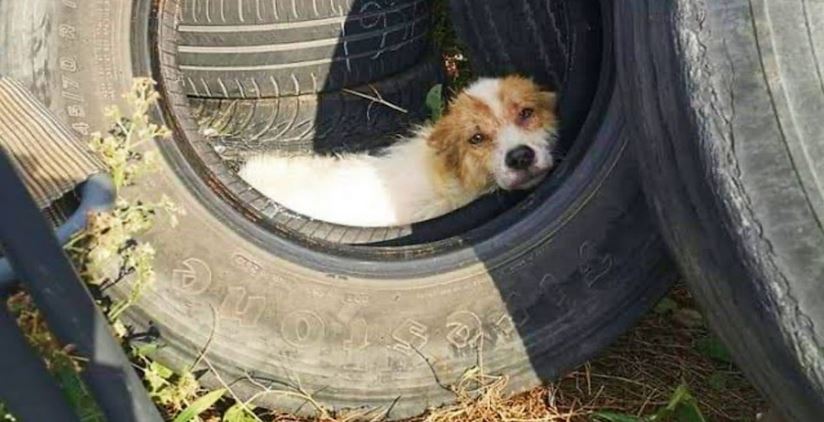 Gas Station Owner Finds ‘Damaged’ Dog Sleeping In An Old Tire