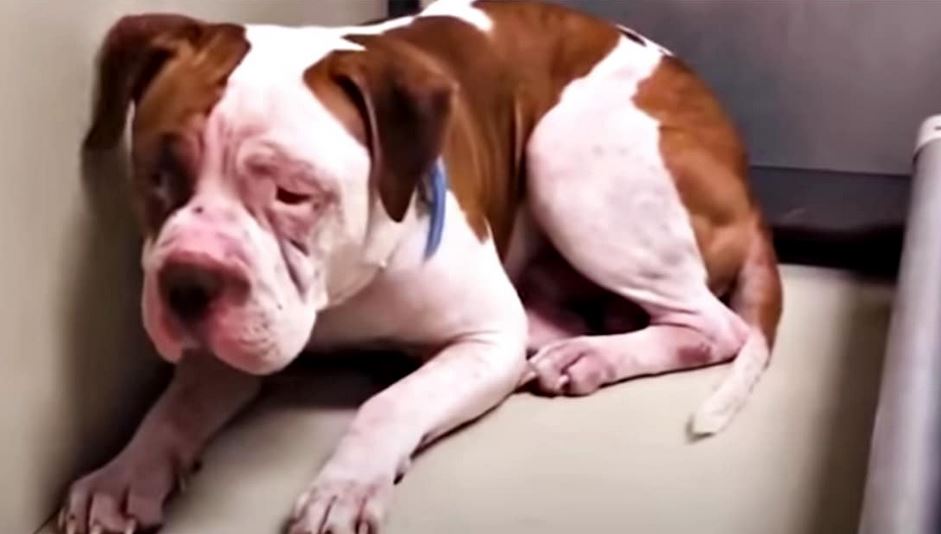 ‘Shaking’ Pit Bull Wouldn’t Leave A Shelter Corner But Then ‘Heard Voice’ And Inched Forward