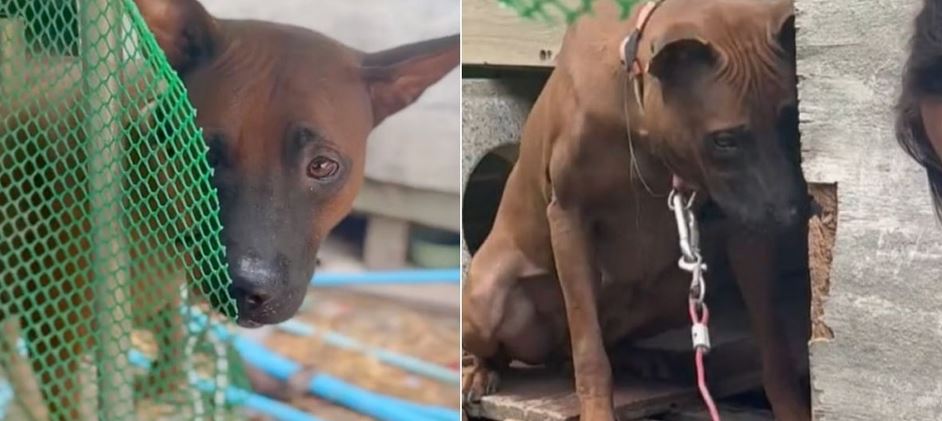 Dog Relieved When Kind People Came To Free Her, But Owner Said No