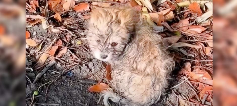 Listless Puppy Sat On Pile Of Leaves To Catch His Breath