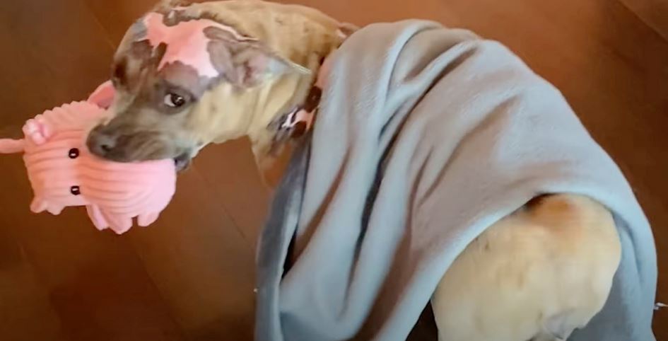 Piggy Toy ‘Motivated’ A Dog In House Fire To Recover, Then Mom Buys Every Single One