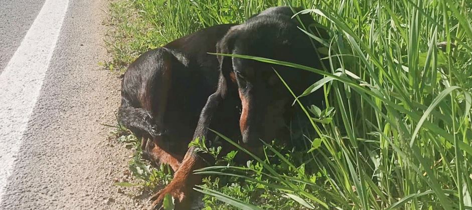 Man Saw Someone Stirring In The Grass Beside The Road