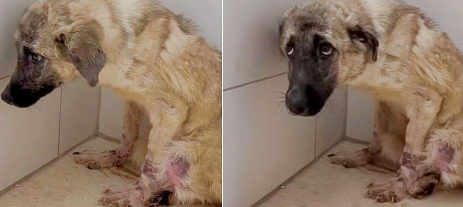 Dog Hiding In The Back Of Kennel Was Ready For A Blissful Beginning