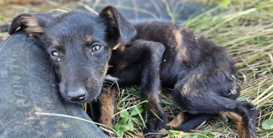 Puppy’s Rescue Turns Into Survival Mission When She Can’t Be Found