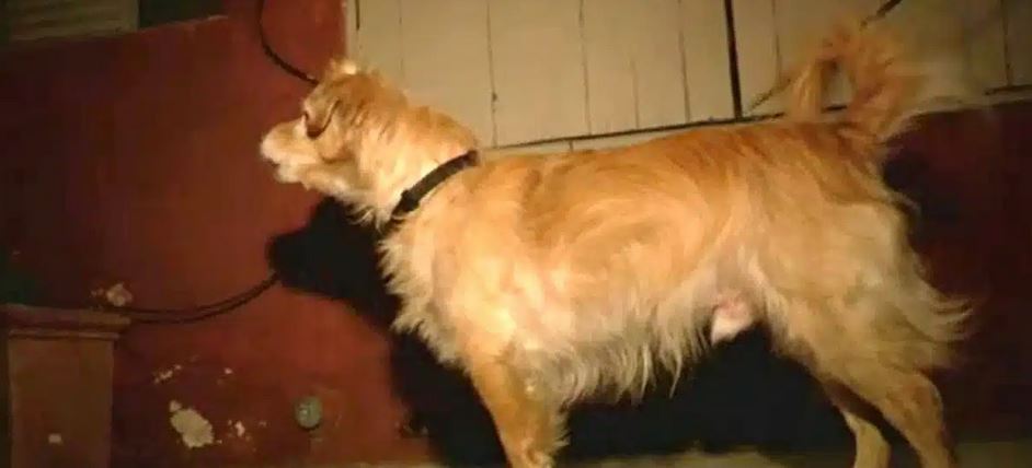 Quiet Rescue Dog Started Barking At Wall One Day, Owner ‘Grabbed’ Him And Runs