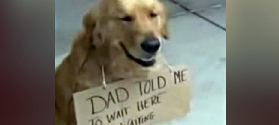 Dog Spotted Outside Store All Alone, With A Sign Around His Neck