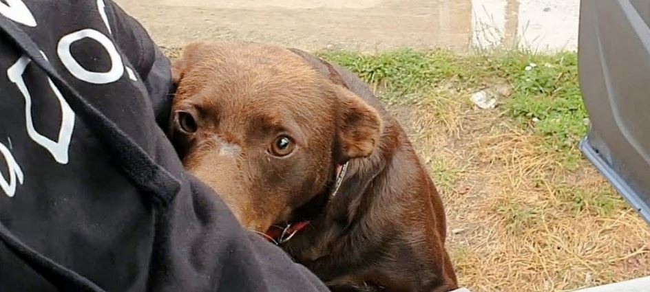 Friendly Stray Waits In The Same Place For Someone To Take Him Home