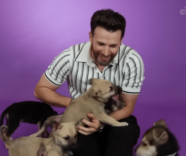 Dodger, the beloved rescue dog, enjoying life with Chris Evans