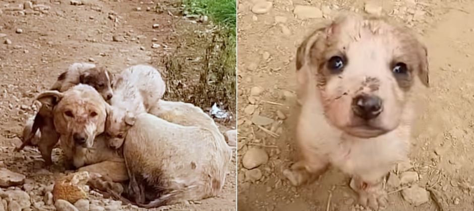 Mother Dog Held On To Ensure Every Puppy Was In Good Hands