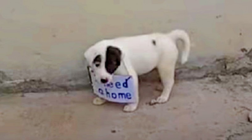 Abandoned Puppy’s Whole Body Beams When Man Walks Over To Pet Him